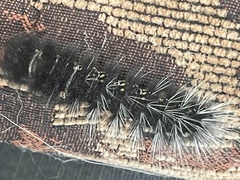 Rhodogastria similis