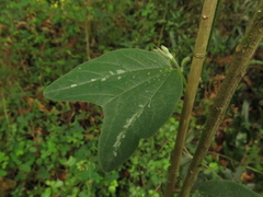 Passiflora bogotensis
