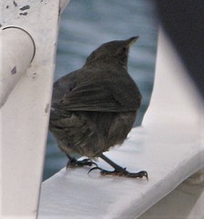 Cinclodes antarcticus