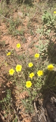 Helianthemum