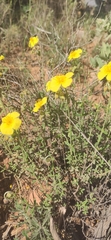 Helianthemum