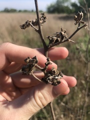 Allowissadula lozanoi