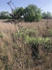 Allowissadula lozanoi