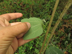 Passiflora bogotensis
