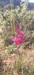 Gladiolus communis
