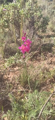Gladiolus communis