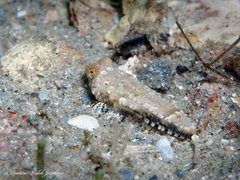 Chalinops pauciradiatus