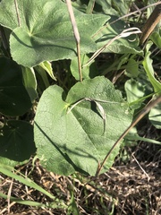 Allowissadula lozanoi