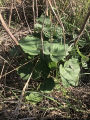 Allowissadula lozanoi