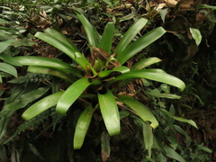 Tillandsia denudata