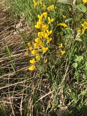 Cytisus pseudoprocumbens