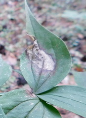 Peronospora lathyri-verni