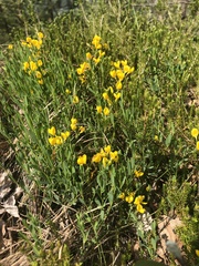 Cytisus pseudoprocumbens