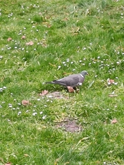 Columba palumbus