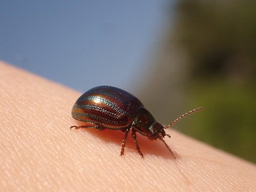 Buba ružmarina (Chrysolina americana)