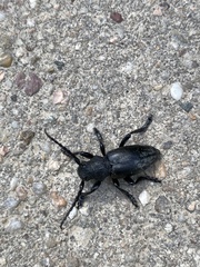 Dorcadion fuliginator