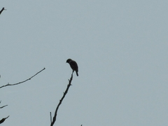 Saxicola rubicola