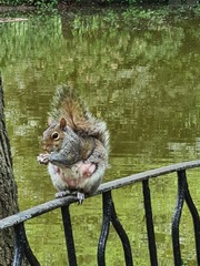 Sciurus carolinensis