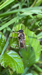 Callicera