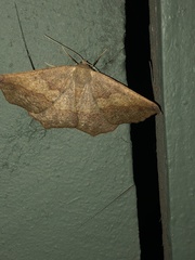 Prochoerodes forficaria