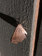 Prochoerodes forficaria