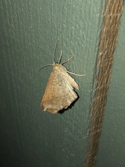 Prochoerodes forficaria