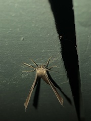 Prochoerodes forficaria