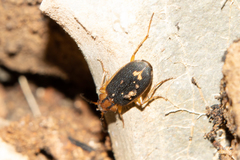 Chlaenius vitticollis