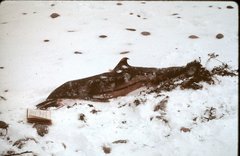 Stenella coeruleoalba