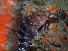 Hypleurochilus bermudensis