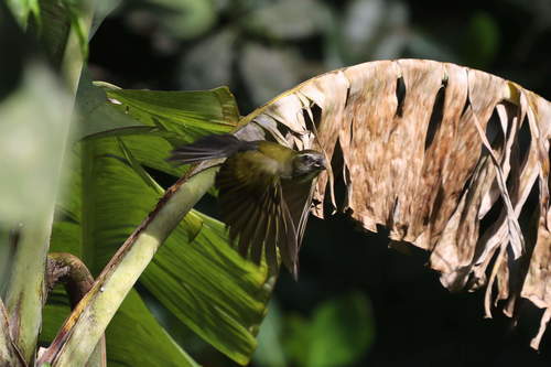Lesser Antillean Saltator (Saltator albicollis), photo 6