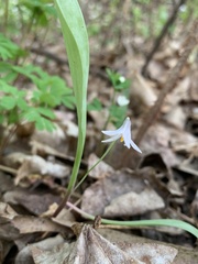 Erythronium propullans