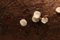 Hymenoscyphus immutabilis