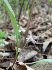 Erythronium propullans