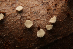 Hymenoscyphus immutabilis