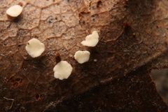 Hymenoscyphus immutabilis