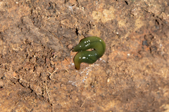Othelosoma joburgi