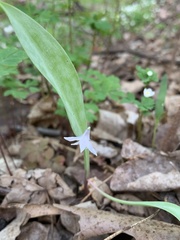 Erythronium propullans
