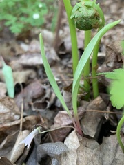 Erythronium propullans