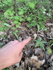 Erythronium propullans