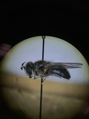 Callicera erratica