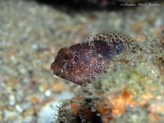 Hypleurochilus bermudensis