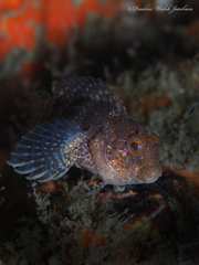 Hypleurochilus bermudensis