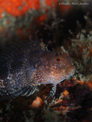 Hypleurochilus bermudensis