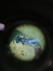 Callicera erratica
