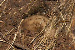 Laevicaulis natalensis natalensis