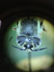 Callicera erratica
