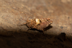 Tettiella