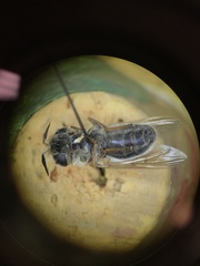 Callicera erratica