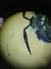 Callicera erratica